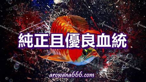 養紅龍|4大全攻略教你如何養出霸氣凜然的紅龍魚